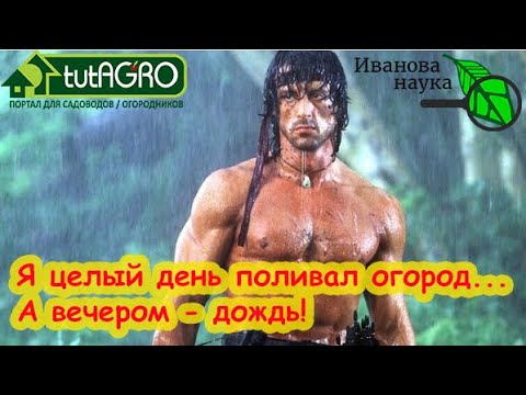 Чем подкормить огород, если льет дождь лучшее и запретное удобрения для переувлажненной почвы.