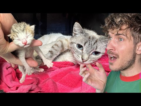 My Rescue Cat Gives Unexpected Birth to Kittens!