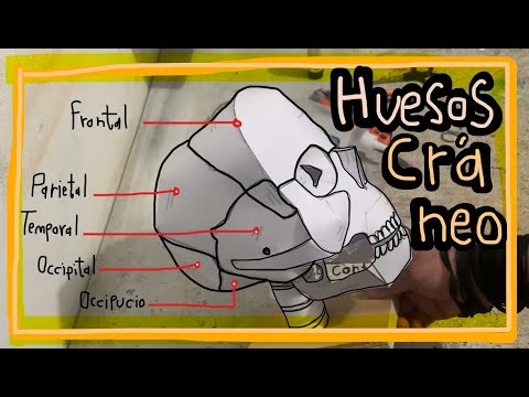 Huesos del Cráneo Maqueta de Papel