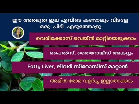 ഈയൊരു ഇത്തിരി കുഞ്ഞൻ ഇലച്ചെടി മതി ഒത്തിരി ആരോഗ്യ പ്രശ്നങ്ങൾക്ക് അത്ഭുതകരമായി മാറി കിട്ടാൻ 🌿💯