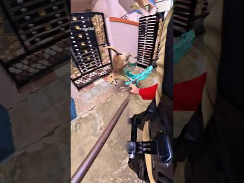 Lage Mafia City DVG Dog Catch #shorts #dogcatching #youtubeshorts #viral