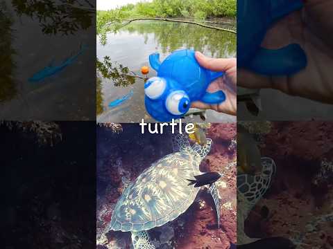 Learn at the Pond | Sea Animal Names for Kids: Zebra Shark Penguin Turtle Blue Shark Eagle Ray