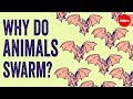 Swarm Behavior and Its Implications