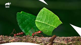 Why Do Ants Carry Leaves: Secrets of Animal Behaviours |How Do Animals Do That?S1 E15| Animal Planet