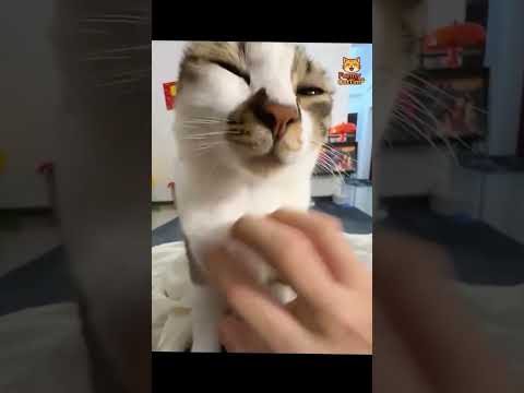 #funnydcat #funny #animals #dog #cat #funnyvideos #funnyvideo #cats #funnyanimals #funnycats #dogs