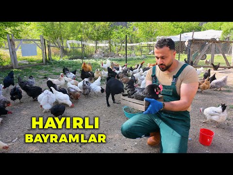 🐔 3 Gurk Tavuğu Kuluçkaya Yatırdım! 🥚- Kaz Yavrumuz Büyüyor - Civciv Sürüsü Mutluluktan Uçuyor