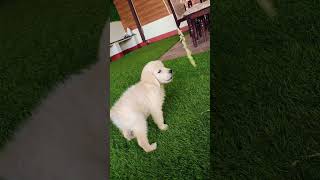Don't call me furrbaby 🐕#goldenretriever #cutepuppy #cutestgoldens #max #cutegoldenretriever