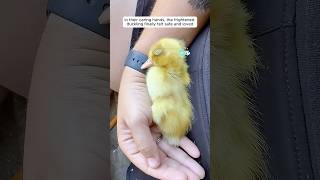 A duckling was following a cleaner until this couple changed its fate