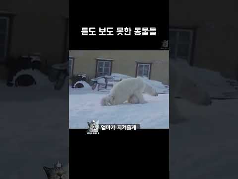 듣도 보도 못한 동물들