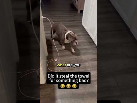 Sneaky dog#dog #funny #catsoftiktok #funnyvideo #animal #animalsoftiktok #doglover #tiktokdogs #pets