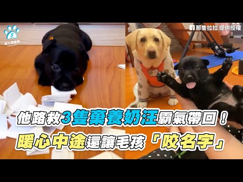 @達人秀寵物 TTshow Pet 【他路救3隻棄養奶汪霸氣帶回！ 暖心中途還讓毛孩「咬名字」】｜@那隻拉拉