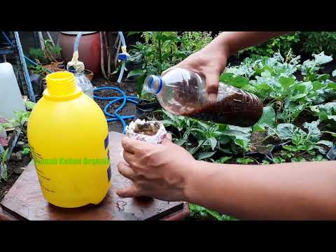 Membuat MOL Dari Jamur Penyubur Tanaman