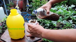Membuat MOL Dari Jamur Penyubur Tanaman