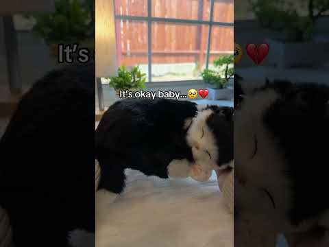 Part 99 | I forgive you🕊️❤️🩹#pets #dogsoftiktok #mydog #giftideas