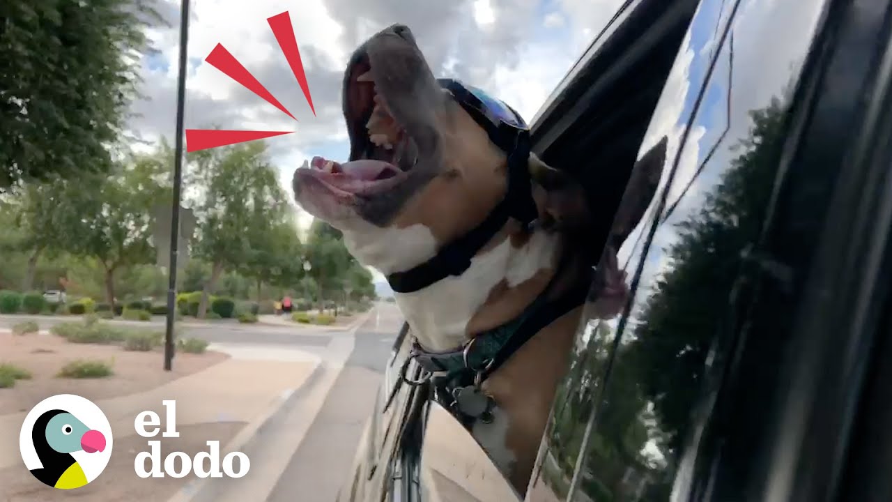 Pit bull rescatado grita como una persona cuando está feliz | Puro Pitbull