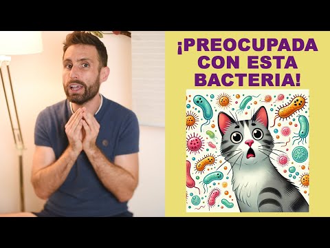 ¿Qué es la infección bacteriana de Staphylococcus aureus en gatos?