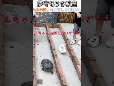 動物のおもしろ動画にツッコミどころ満載なアフレコしてみた＃153【うさぎとかめ】【ハプニング映像】#shorts　#アフレコ #面白動画