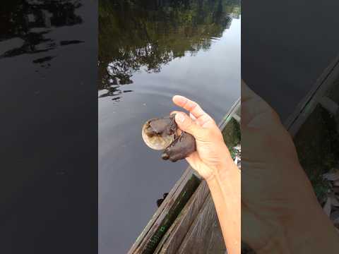 puffer fish #fishing #patehinte