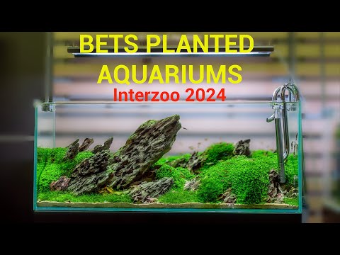 Stunning Planted Aquariums At Interzoo 2024 - Part 1