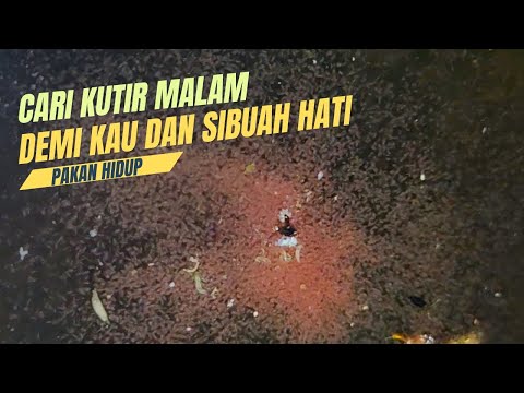 Berburu Kutir dimalam Hari// pakan sempurna ikan cupang