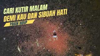 Berburu Kutir dimalam Hari// pakan sempurna ikan cupang