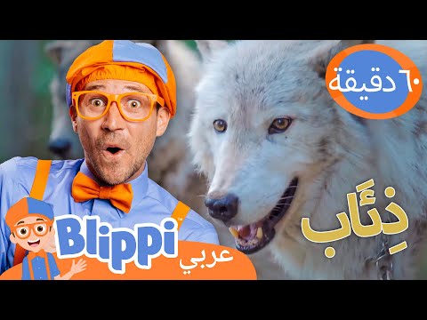 بليبي يقابل ذئبًا في حديقة الحياة البرية | برنامج بليبي التعليمي | Blippi - بليبي بالعربي