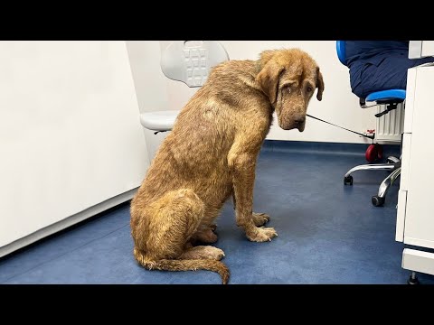 This Poor Giant Dog Was Found In Critical and Very Bad Shape