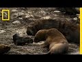 Sea Lion Life on the Peruvian Coast