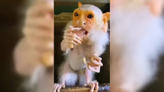 أندر الحيوانات في العالم .. لو لم تلتقطها الكاميرات لما كنت لتصدق وجودهم !! ج3