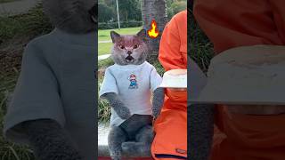 😋Let’s Make Amazing Chocolate Cake Again!🍰🍫 #catvideos #catmemes #trending