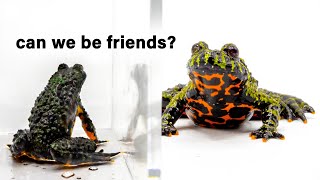 My Toads Finally Met After 6 Months, This Happened