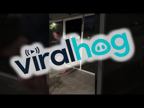 Gypsy the Dog Runs into Garage Screen Instead of Open Door || ViralHog