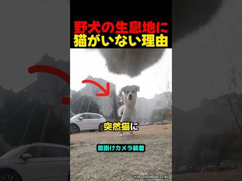 犬と猫が共存できない理由