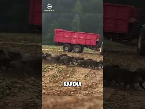 Inilah Cara Cerdas Petani Usir Babi Liar Cuma Pakai Parit! #shorts