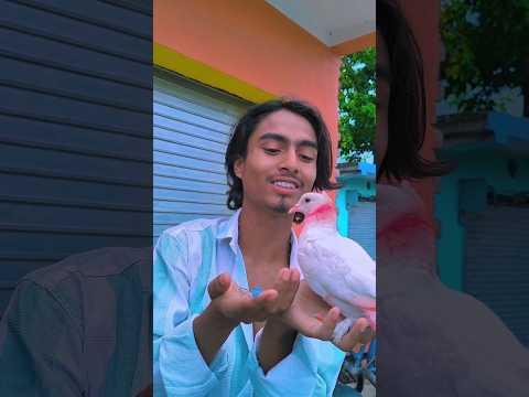 বন্ধু কাটুস  🕊️❤️#চাবি#animals#love#নাসিমভাই কবুতর #pigeons#kabutar #SORT#short#পাইরা#shorthistory