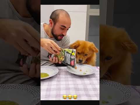 Sorry dog ๐ถ #petcommunity #funny #funnydog #petloversunite #pets #duet #funnypet #funnyanimal #funny
