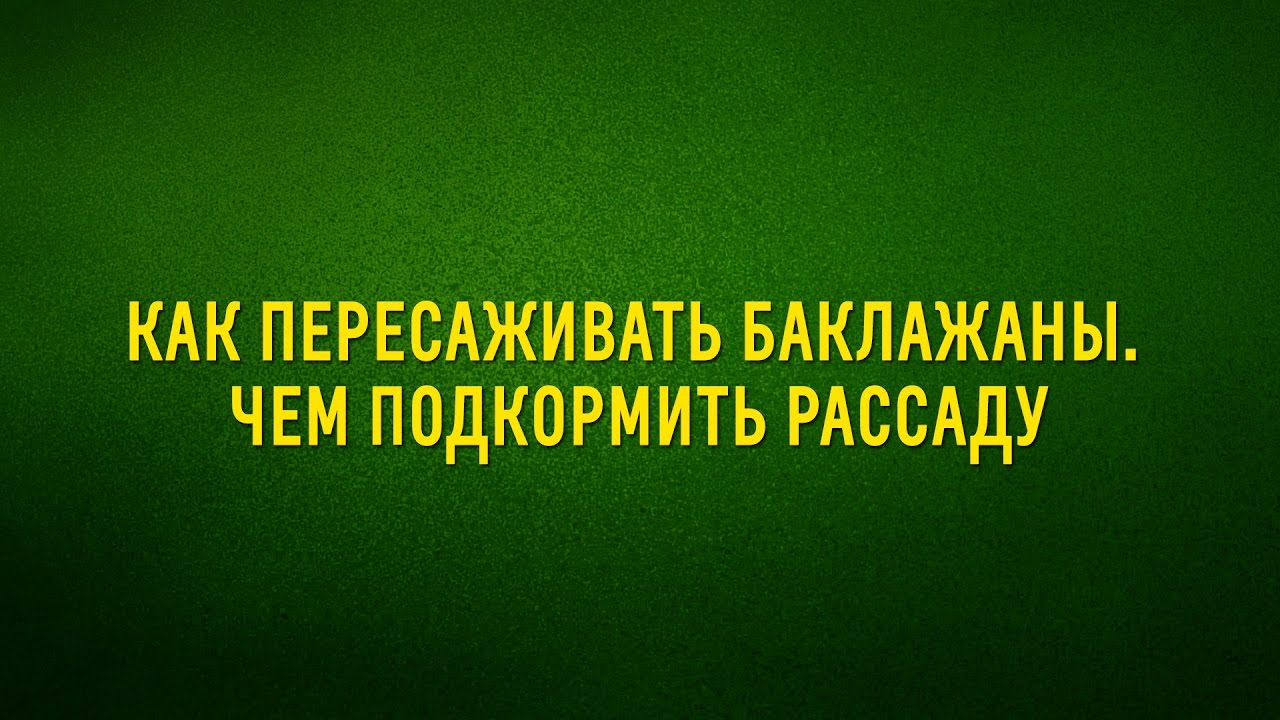 Как пересаживать перцы и баклажаны Чем подкормить рассаду