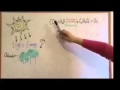 Cellular Respiration and Photosynthesis Concepts