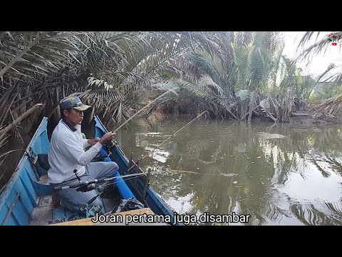 Hampir bersamaan dua joran disambar ikan Mangrove Jack besar