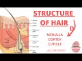 Human Hair Structure and Function