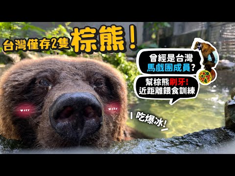 【台灣僅存兩隻】棕熊!曾經是台灣馬戲團的團員!被關鐵籠遺棄?日本熊攻擊事件!有白化棕熊被誤會帶去北極?棕熊吃爆特製水果冰!!【許伯簡芝】【從零開始養】