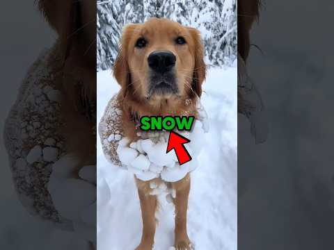 DOGS HATE the SNOW π₯Ά #shorts #dog