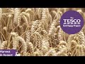 Wheat Grain and Flour Processing