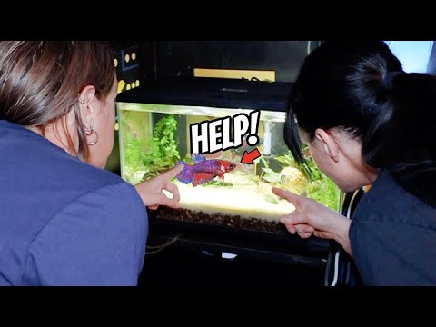 Her Fish KEPT Dying, So We Went To Help Her! Boxes Of Water Ep. 2