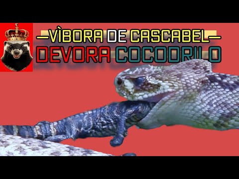 ¡Cocodrilo Enfurecido Se Venga de una Víbora de Cascabel!