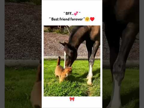 Best friend forever 🤗❤️ !! #shortsvideo #cute #viralvideo #animals #ytshorts #youtube #shorts #love