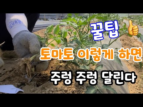 토마토 이렇게 키우면 주렁주렁^^  이런게 진짜 꿀팁^^  tomato replays in a wonderful way