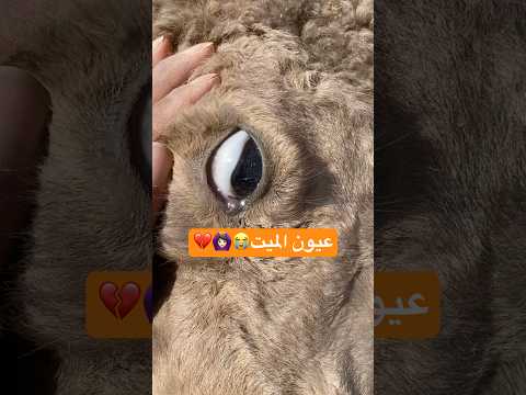 #لاتنسوا_الاشتراك_في_القناة_وتفعيل_الجرس