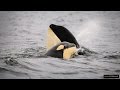 Understanding Animal Minds