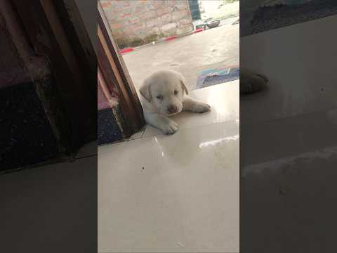 எங்க போயிட்டு வர போ வராத போ செல்ல papa wait and watch full video #funny #tamilmusic #comedy #puppy
